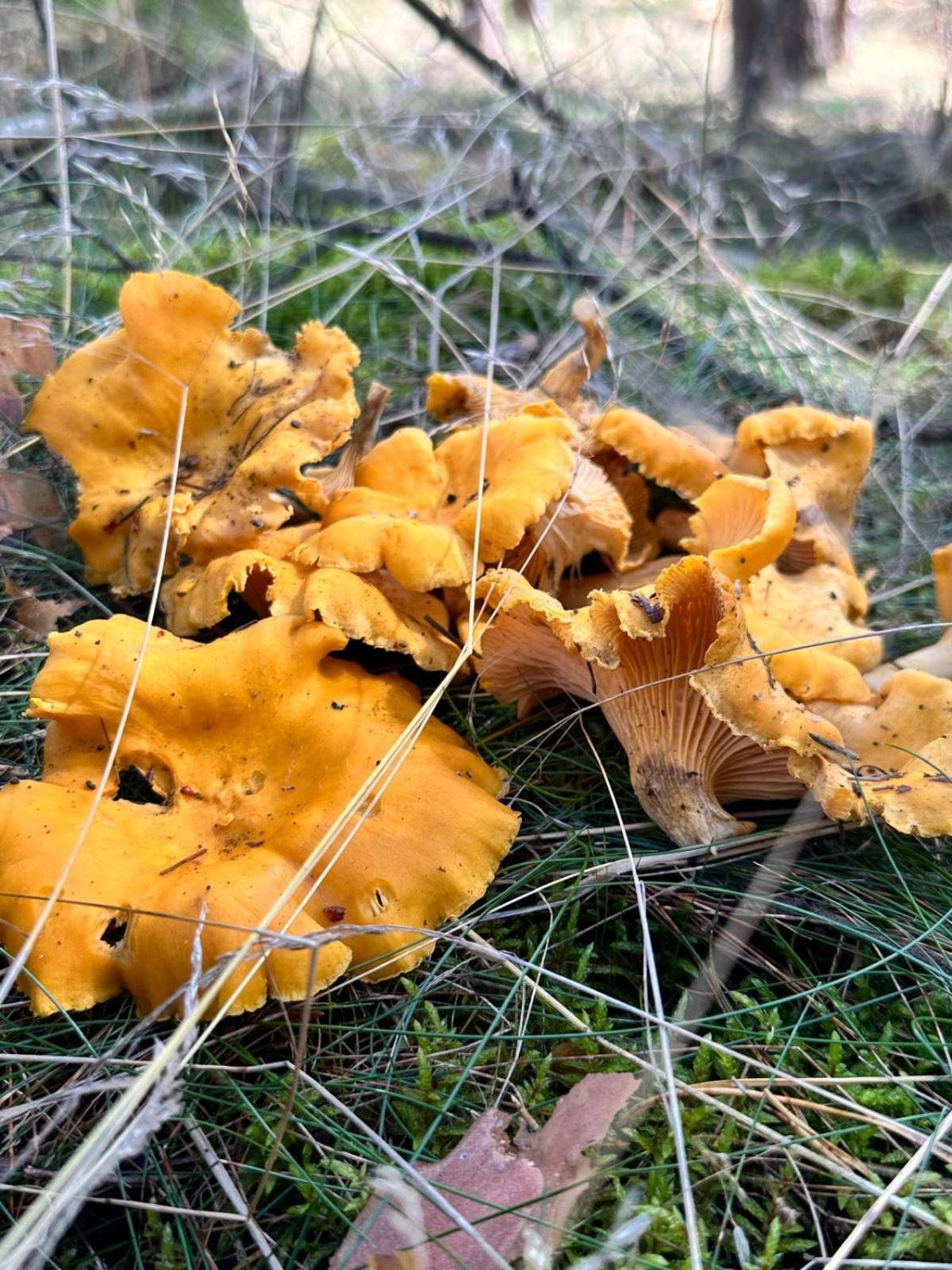 Na Skraju Lasu Lodge Jasien (Bytow)