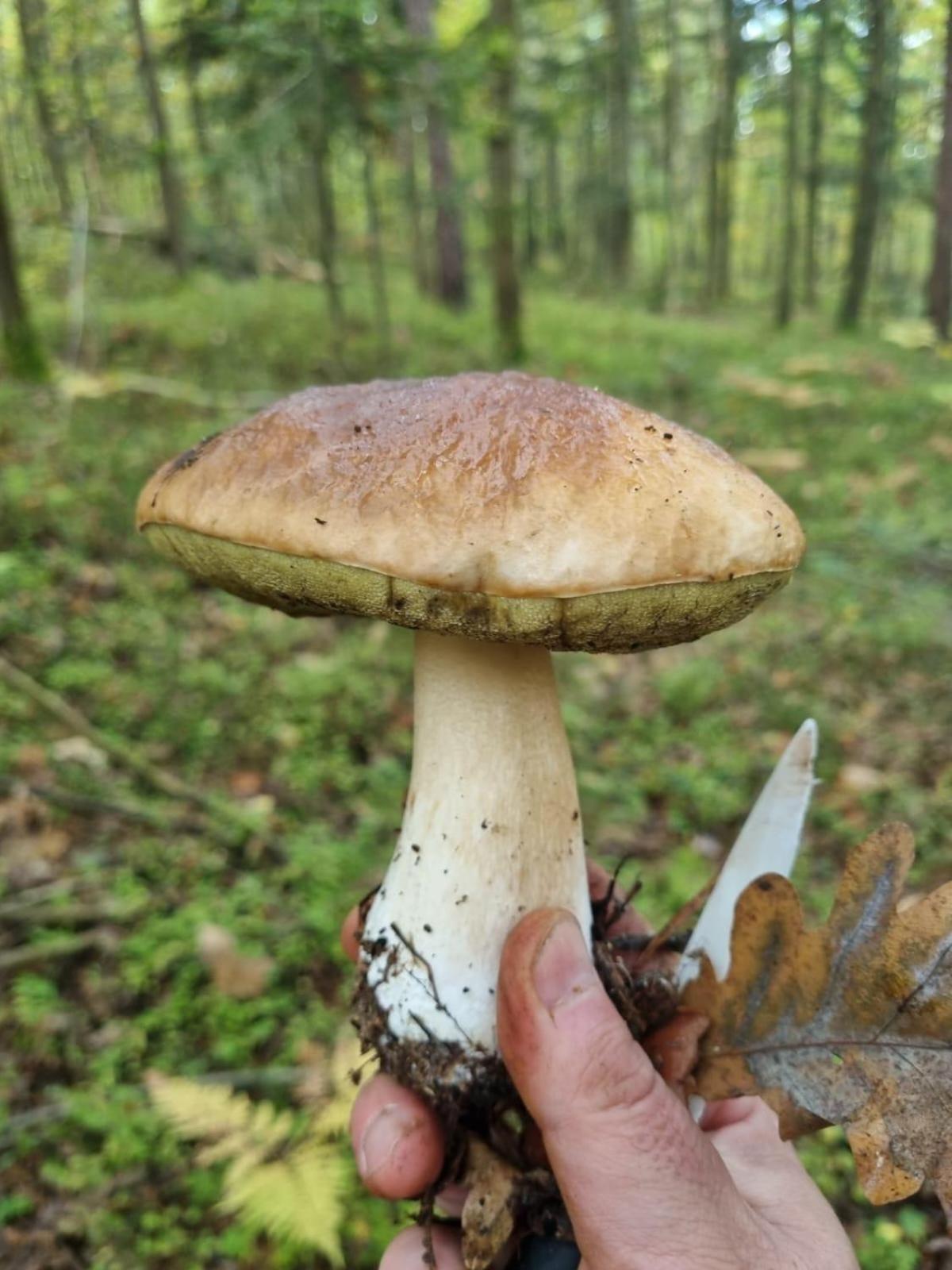 Na Skraju Lasu