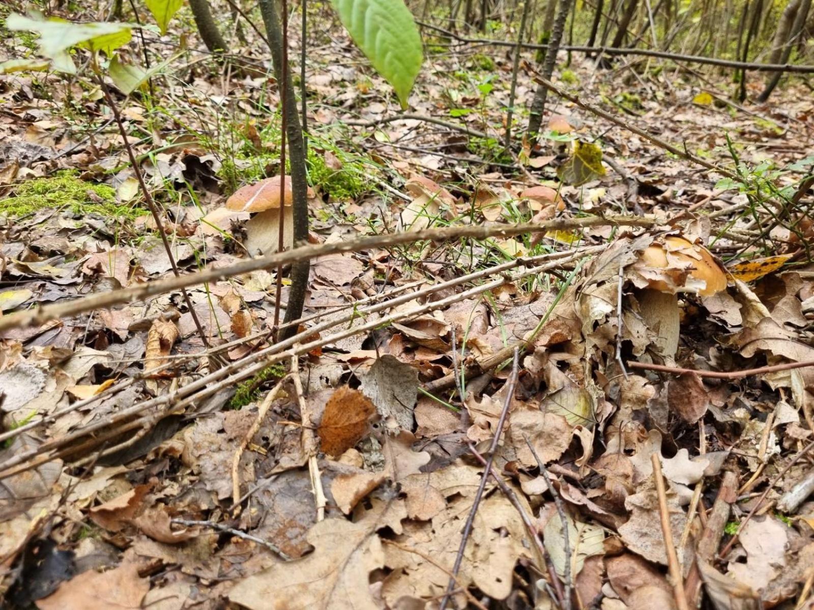 Na Skraju Lasu Lodge