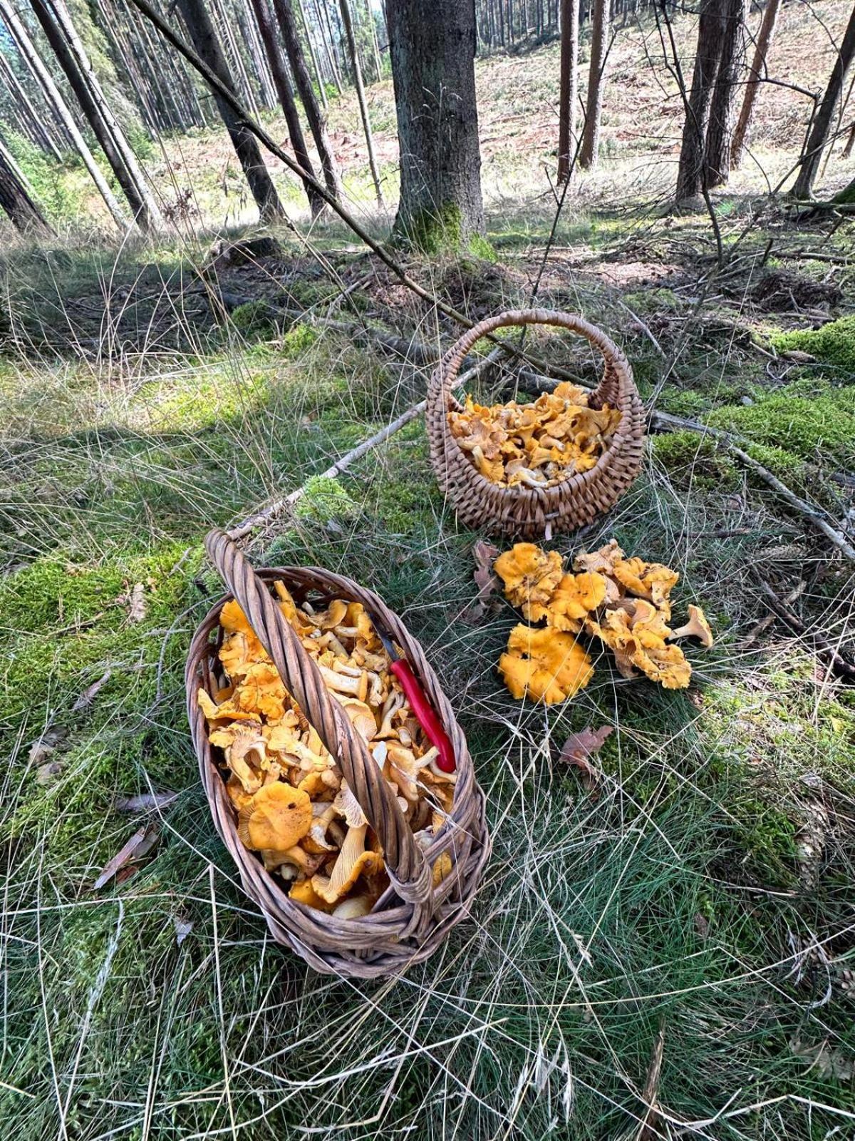Na Skraju Lasu Jasien (Bytow)